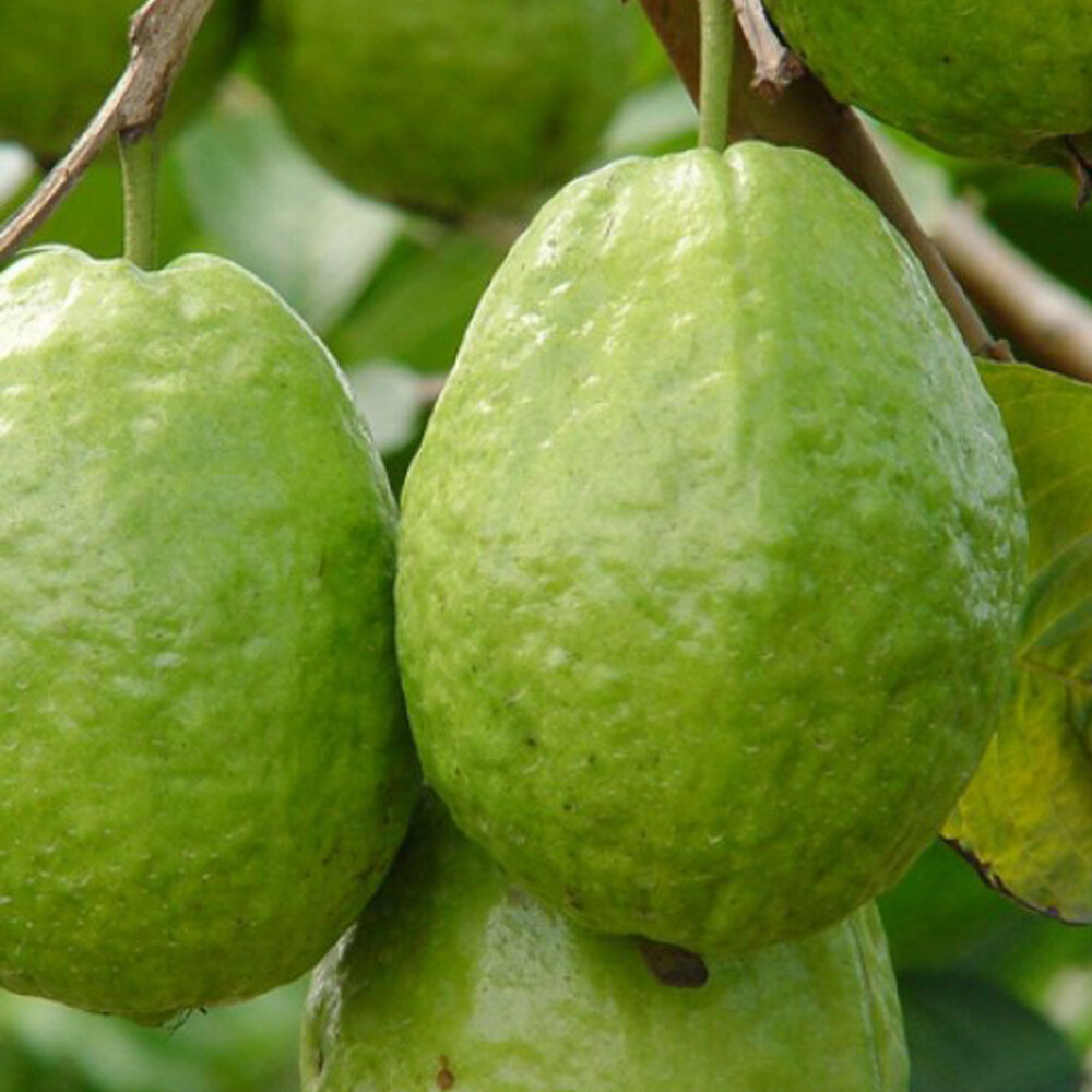 Ổi Nữ Ho&agrave;ng (3 - 4 tr&aacute;i/kg) - Ảnh 3